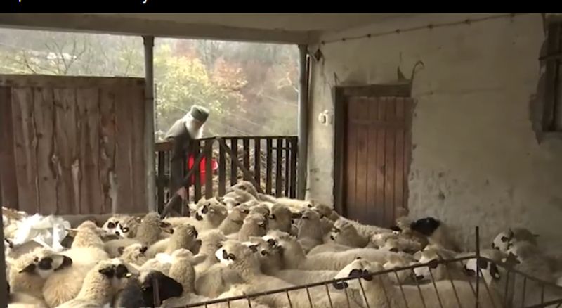 Da li je Radivoje najobrazovaniji pastir: Magistar bioloških nauka čuva stado ovaca VIDEO