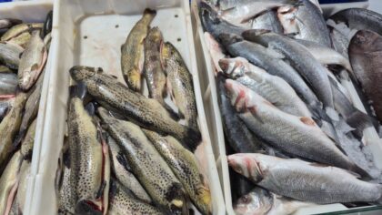 Gosti brojni, a trošak neminovan: Koliko košta riba pred Svetog Nikolu?