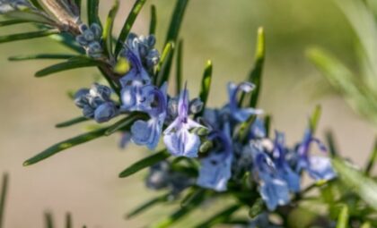 Naslovna slika br 59