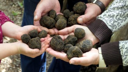 Ekološki i privredni skandal: Ilegalno iskopane desetine hiljada kilograma tartufa