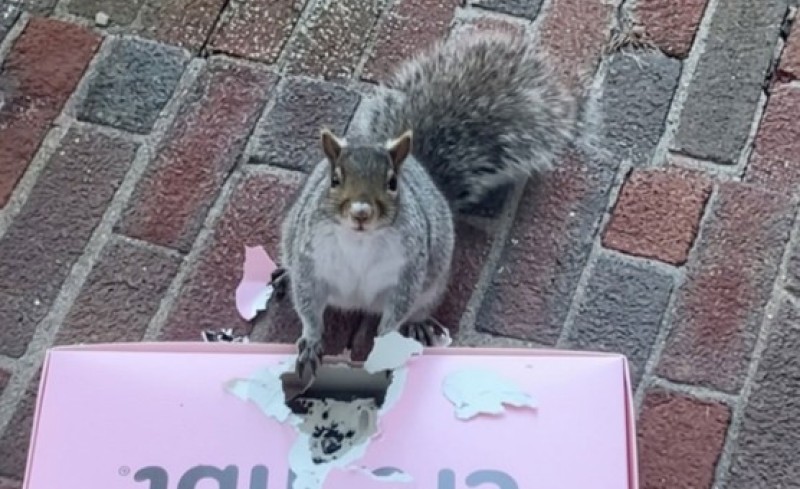 Drska vjeverica ukrala rođendanske kolačiće: Dokaz na njušci nije mogla sakriti VIDEO