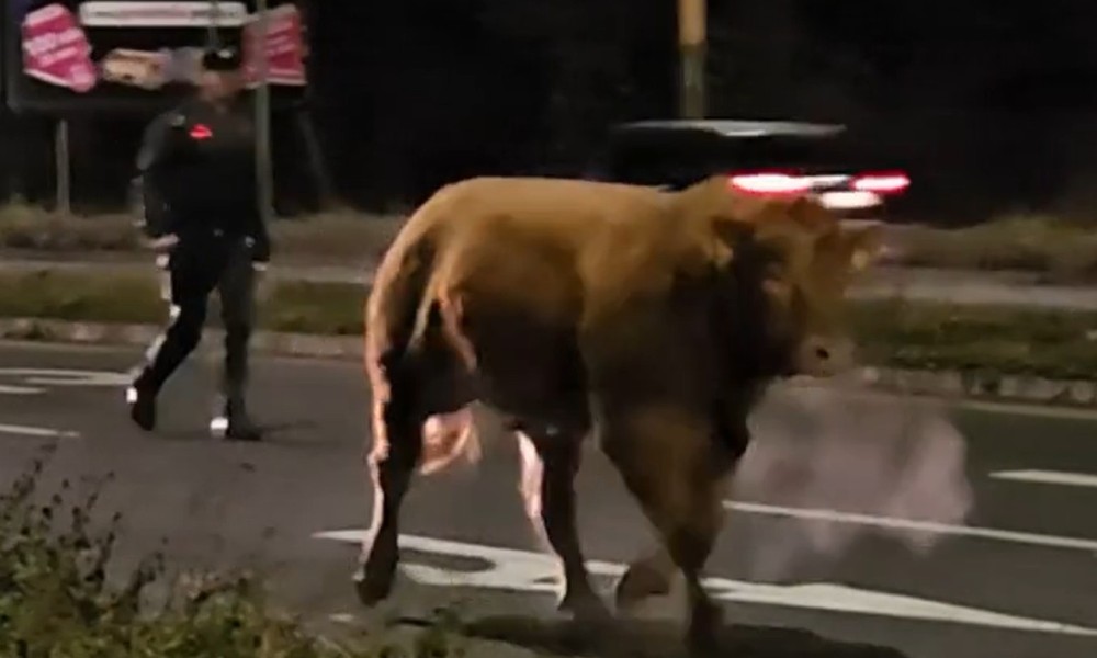 Nastala zbrka na putu: Bikovi ispali iz kamiona tokom vožnje VIDEO