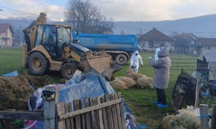 Opasno i za ljude: Eutanazirano stado ovaca zbog bruceloze