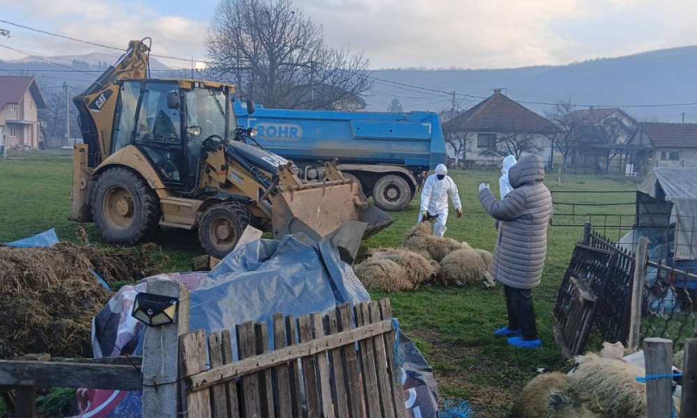 Opasno i za ljude: Eutanazirano stado ovaca zbog bruceloze