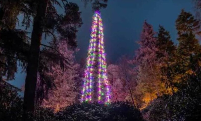 Džinovska sekvoja ušla u Ginisovu knjigu rekorda: Evo gdje se nalazi najviša jelka na svijetu FOTO