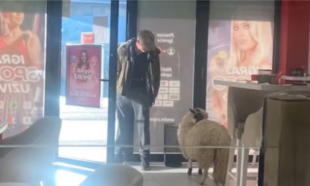 Neobičan prizor na Laušu: Ovca ušla u kafić VIDEO