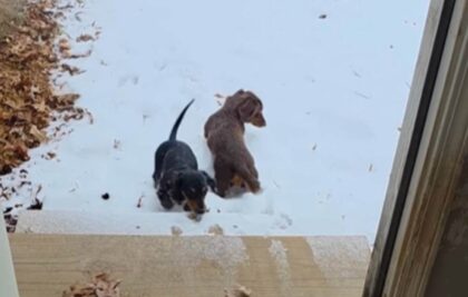 Kako izgleda prvi susret psa sa snijegom: Istrčali radosno iz kuće i ostali u potpunom čudu VIDEO