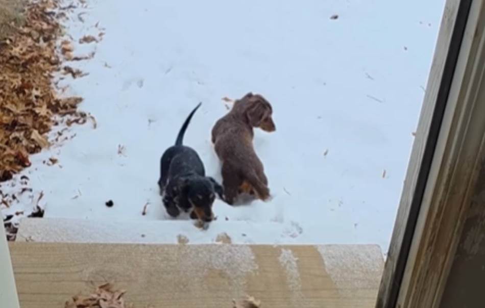 Treba li zimi oblačiti pse: Evo šta o tome misle veterinari