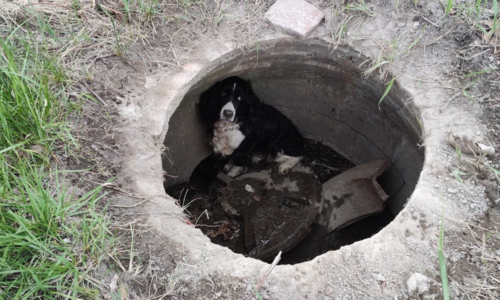 Nevjerovatan splet okolnosti: Vatrogasci spasili psa za kojim se tragalo 34 dana