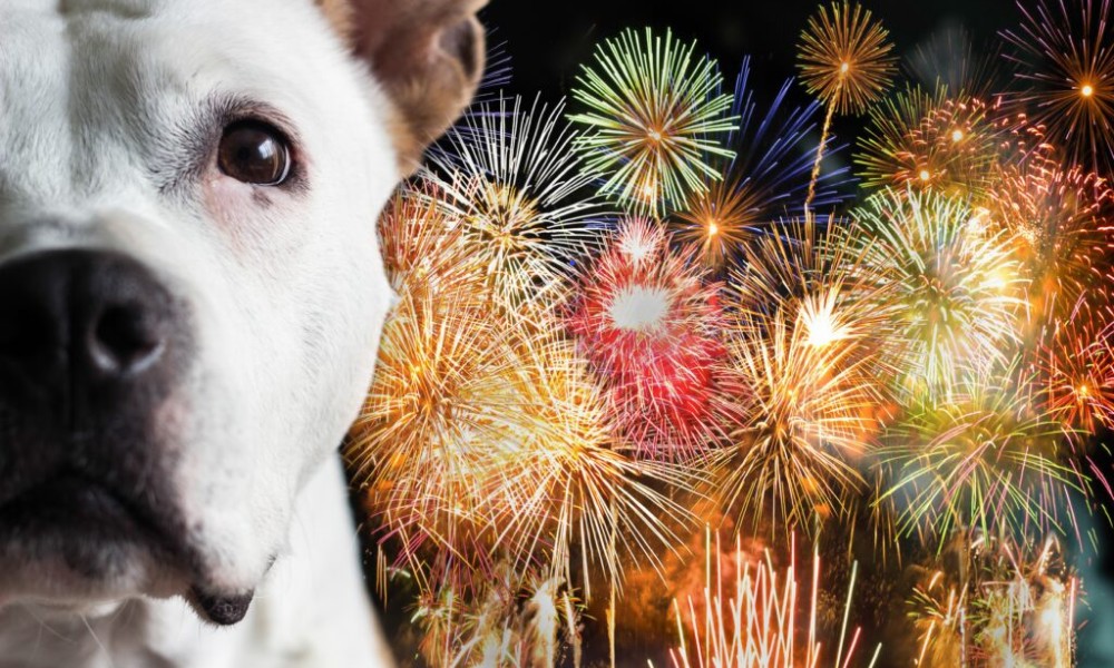 Praznični dani jednog psa: Ljudi, smanjite doživljaj s pirotehnikom!