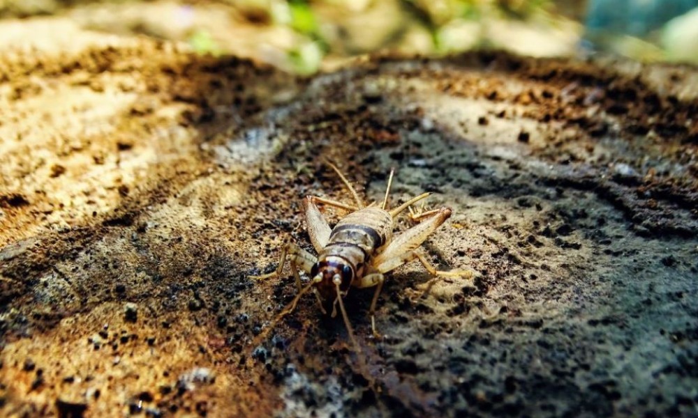Novine u labaratoriji: Naučnici nahranili insekte mikroplastikom