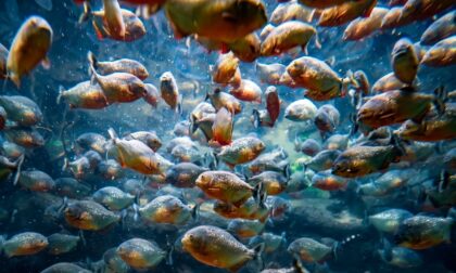 Nije joj bilo spasa: Djevojčica (2) izgubila život u napadu pirana