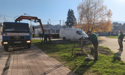 Sadnja se nastavlja: I centar Banjaluke dobija nova stabla FOTO/VIDEO