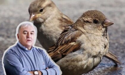 Šokirao se podacima: Umičević se brine zbog ptica FOTO