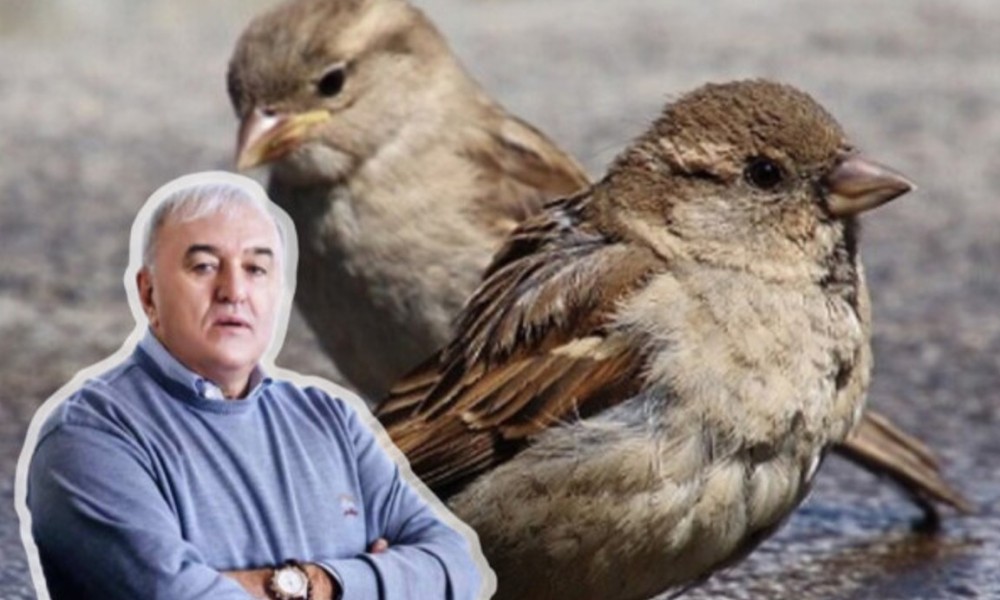 Šokirao se podacima: Umičević se brine zbog ptica FOTO