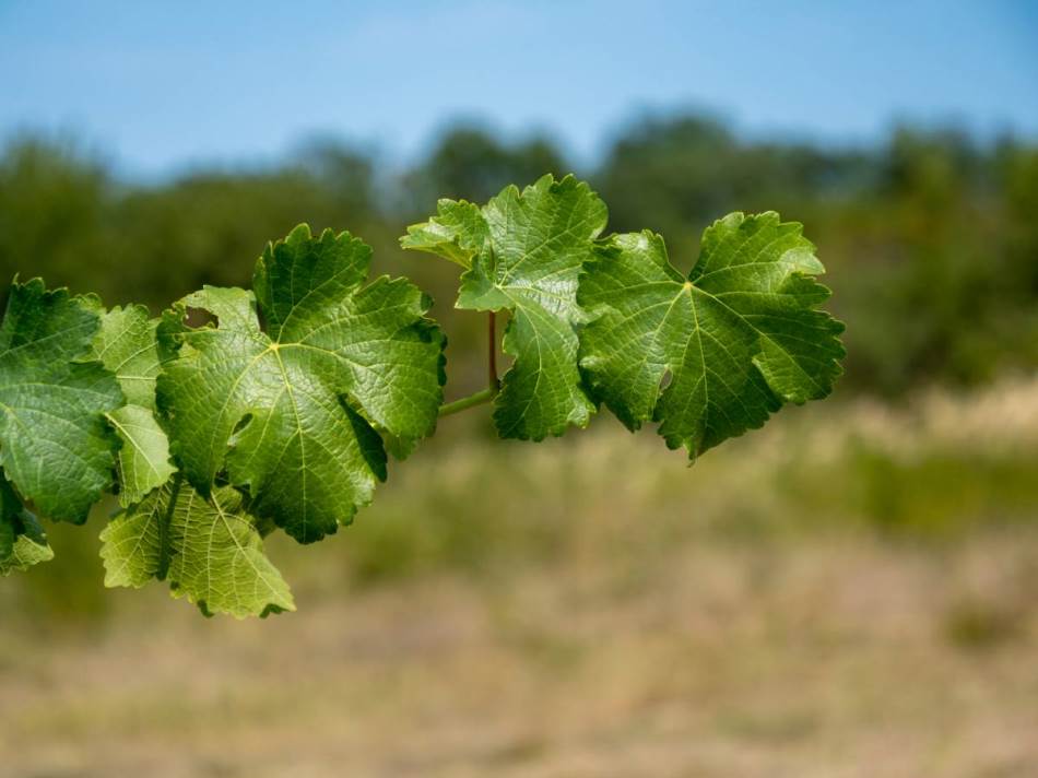 Antičko blago u srpskom vinogradu: Kod Bajine Bašte pronađena loza stara vijekovima