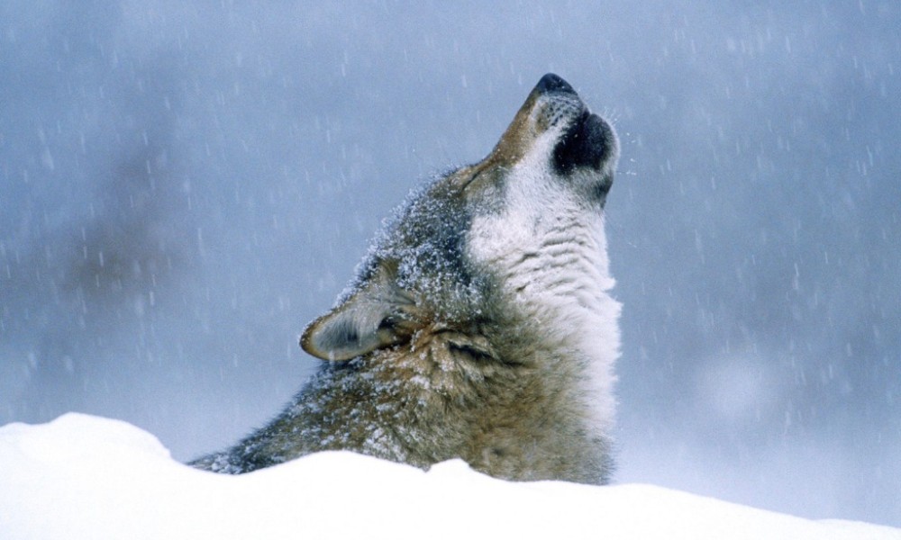 Vuk šetao školskim dvorištem: Grad od 3.000 stanovnika pod opsadom divljih životinja