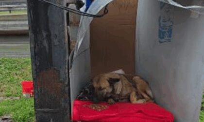 Kad djeca pokažu srce: Za napuštenog psa napravili kućicu, tu je i hrana VIDEO