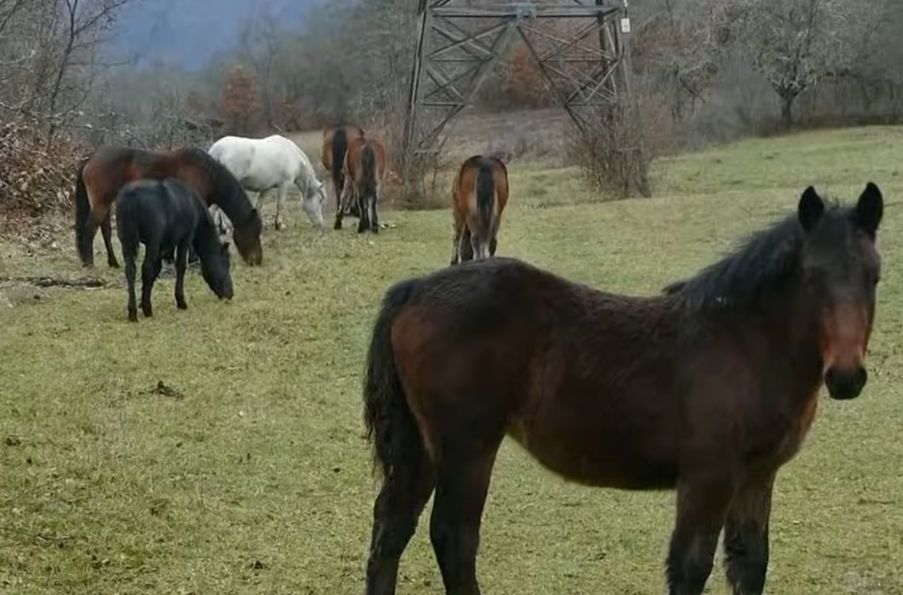 Napušteni konji pustoše imanja i gaze preko grobova, mještani ogorčeni VIDEO