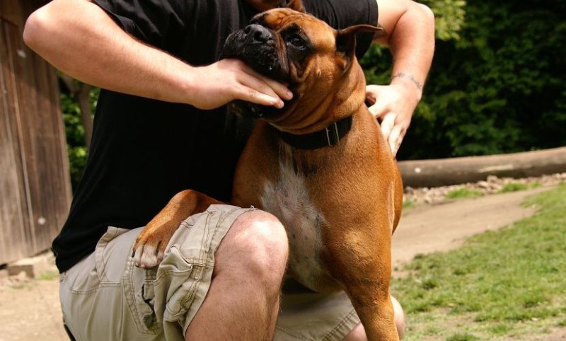 Pas napao ženu i mladića: Hitno prebačeni u bolnicu