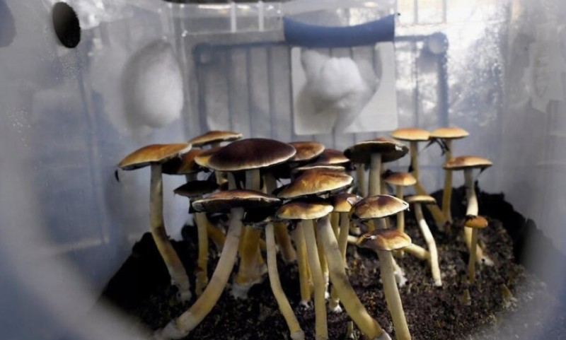 Terepeutski potencijal: Vlada legalizovala sastojak magičnih pečuraka u medicinske svrhe