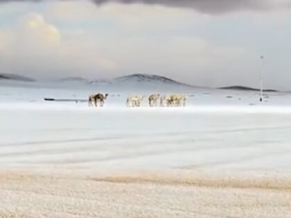 Snijeg u Saudijskoj Arabiji: Zimske čarolije u pustinji FOTO