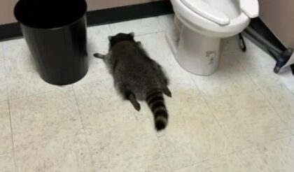 Rakun provalio u prodavnicu i napio se: Radnici ga našli onesviješćenog u toaletu FOTO