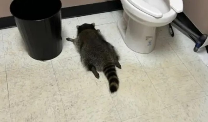 Rakun provalio u prodavnicu i napio se: Radnici ga našli onesviješćenog u toaletu FOTO