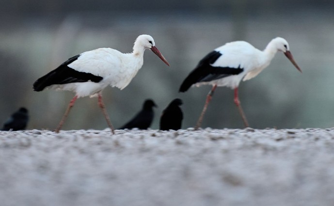 Od posljedica ptičijeg gripa: Stotine roda u blizini Madrida pronađeno mrtvo