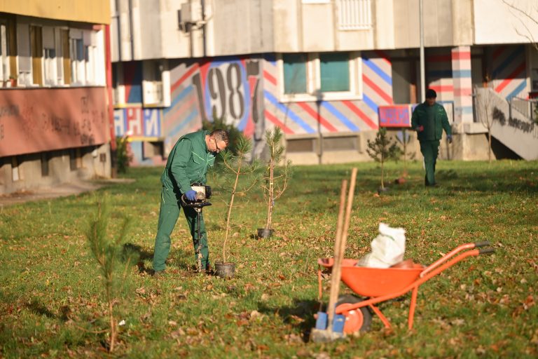 Očuvanje zelenih površina: Počela sadnja 100 borova u naselju Borik