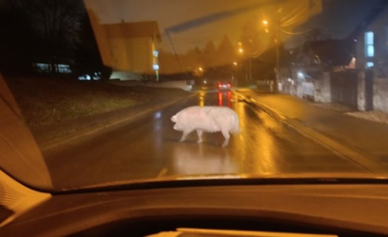 Nesvakidašnji prizor šokirao vozače: Svinja prošetala ulicom u Banjaluci