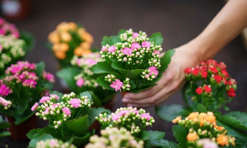 Cvijeće koje privlači ljubav i sreću: Kalanhoja raskošno cvijeta čak i zimi