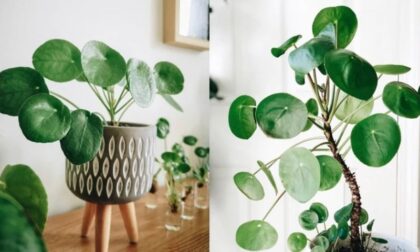 Ovo nije obična biljka: Vjeruje da donosi veliki novac u kuću u kojoj se gaji