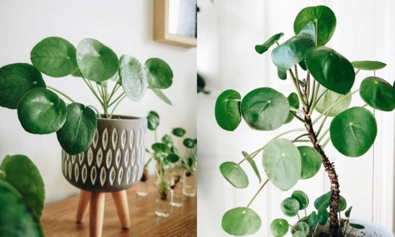 Ovo nije obična biljka: Vjeruje da donosi veliki novac u kuću u kojoj se gaji