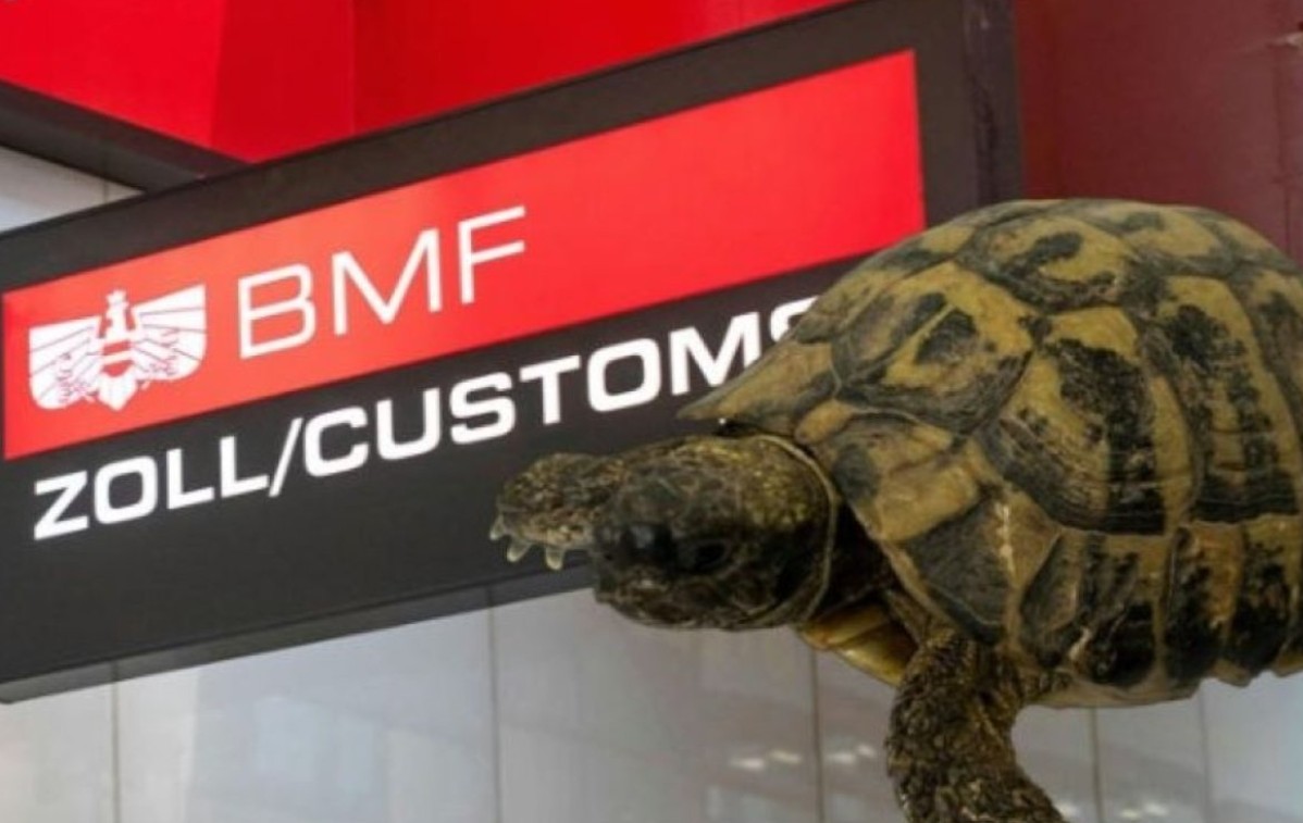 Nevjerovatan ulov austrijske carine: Kod putnika iz BiH našli grčku kornjaču