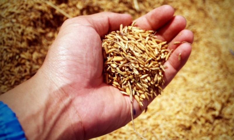 Domaća proizvodnja nije dovoljna: Albanija najviše žita uvezla iz Srbije