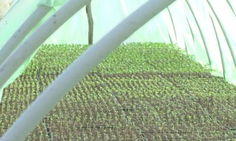 Nema odmora za povrtare: Rani rod povrća uvijek donese najbolju zaradu, priprema se rasada