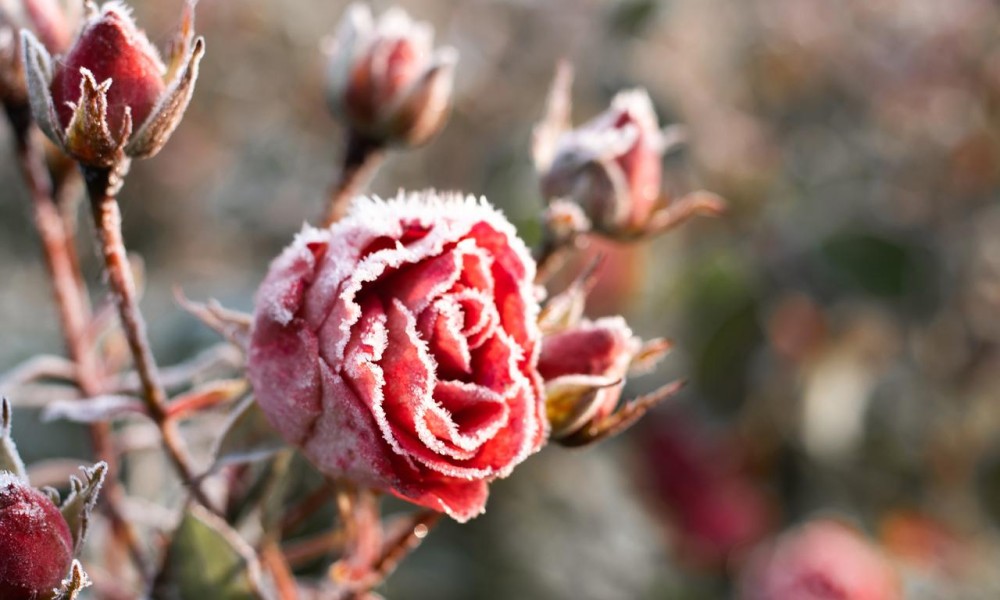 Zimska njega: Ove greške mogu dovesti do bolesti i slabog cvjetanja ruža