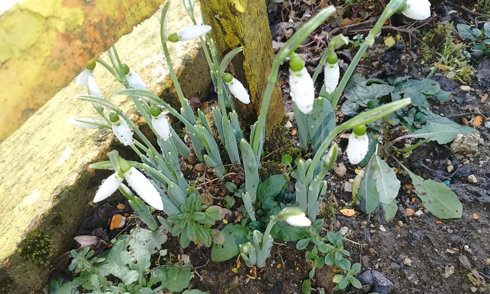 Prvi vjesnici proljeća: Procvjetale visibabe u Novom Gradu