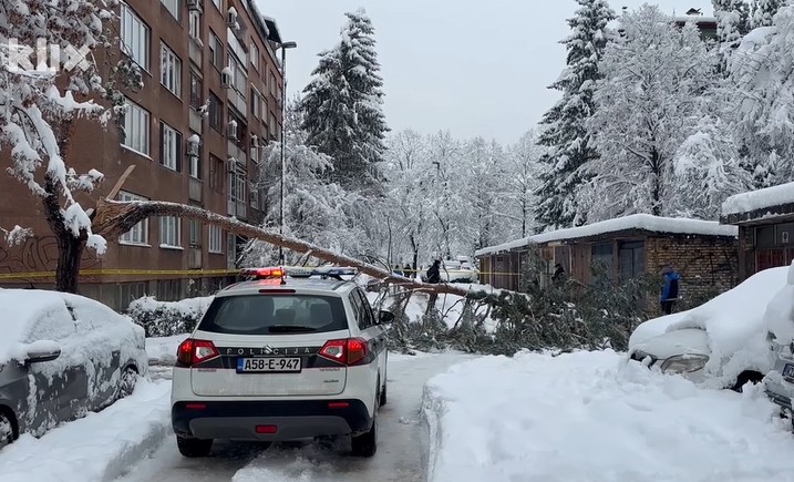 Stravična nesreća u BiH! Drvo visoko više od 10 metara palo na ženu, preminula u bolnici