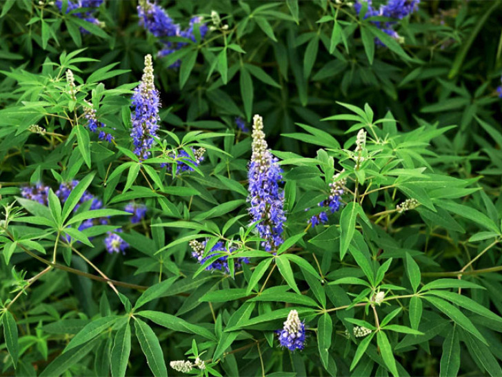 Zaboravite na vještačke hormone: Ova biljka je spas za žensko zdravlje, a malo ko zna da uopšte postoji