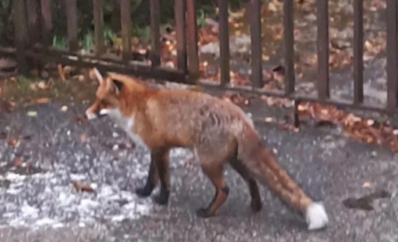 Bizaran incident! Cijeli komšiluk ostao u mraku zbog jedne divlje životinje u trafo-stanici