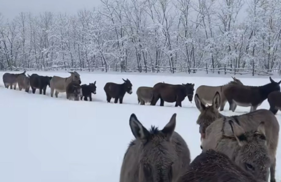 Neobična scena snimljena nadomak Bijeljine: Magarci okruženi snijegom