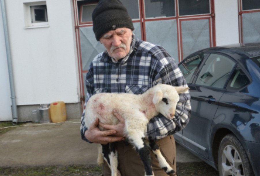 Poljoprivrednik bez ovaca ne može da živi: Stravičan pokolj pasa lutalica u Gradišci