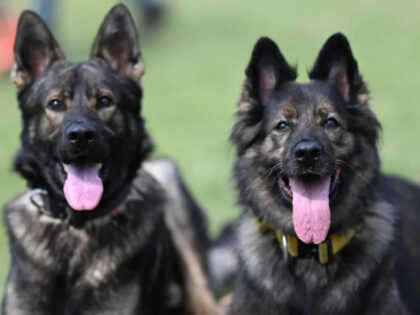Predsjednička kriza kakva se ne pamti: Haos u zemlji zbog četiri njemačka ovčara