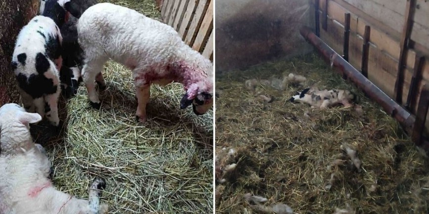 Psi upali na imanje i usmrtili pola stada ovaca: Procijenjena šteta iznosi oko 12.500 KM