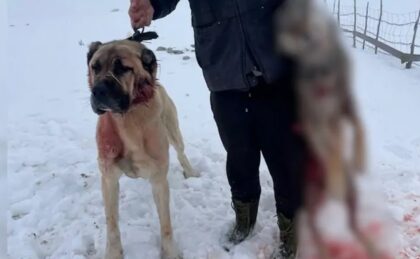 Krvava drama na Pešteru: Kangal spasio najveće stado ovaca od napada vuka VIDEO