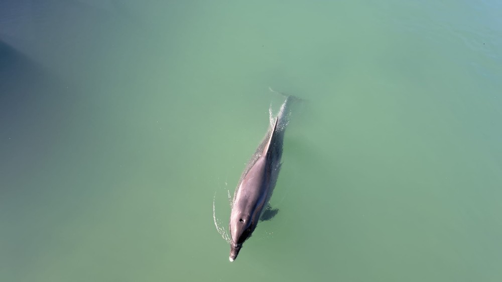 Delfin ušao u slatku vodu: Snimljen u rijeci u Hrvatskoj FOTO/VIDEO