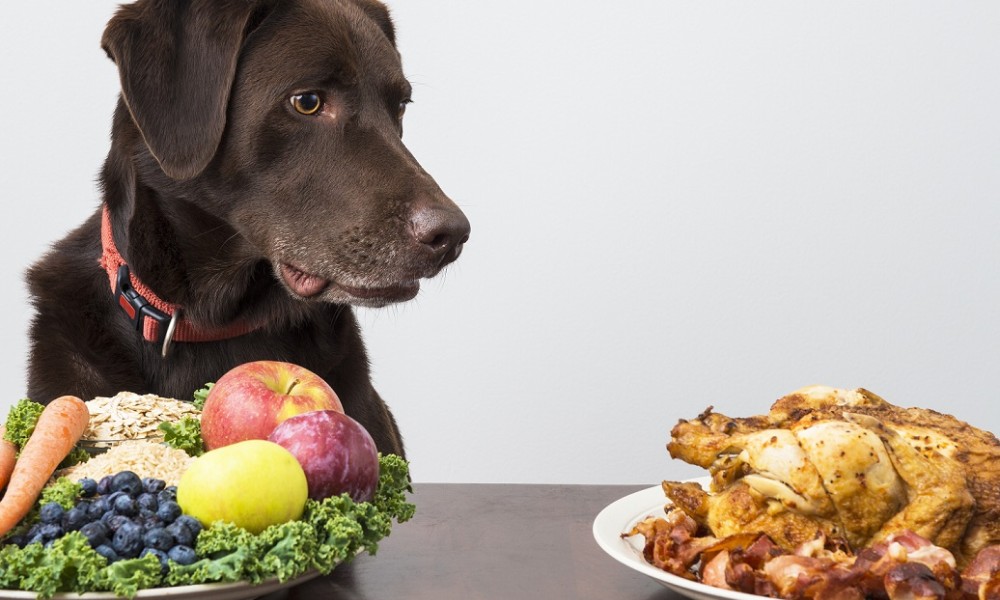 Mnogo više pažnje i posla za vlasnika: Može li pas da postane vegetarijanac