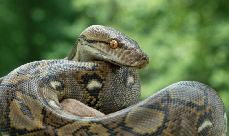 Težak skoro 100 kilograma: Indonežanski piton najduža zmija ikada izmjerena u divljini